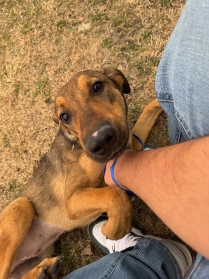 Fettucine — thumbnail 3