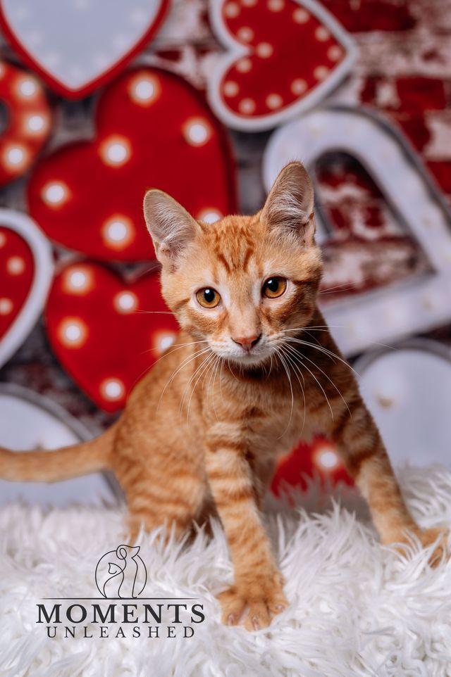 Enlarge Floof Supreme, a Adoptable Domestic Short Hair in Myakka City, FL image 1/4