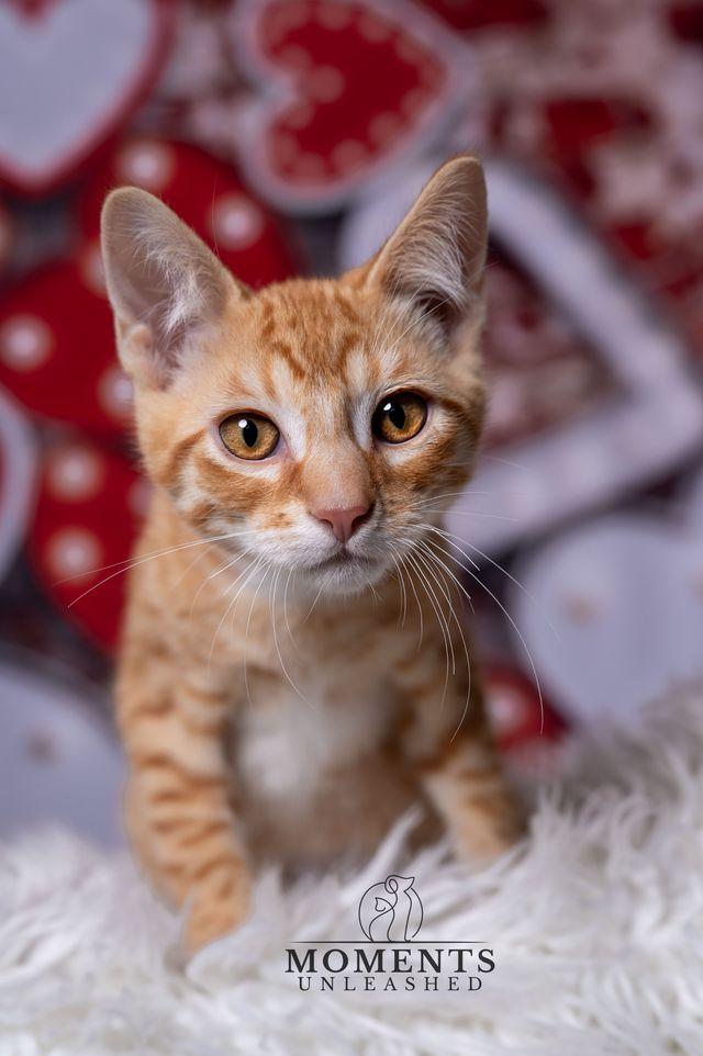 Enlarge Floof Supreme, a Adoptable Domestic Short Hair in Myakka City, FL image 2/4