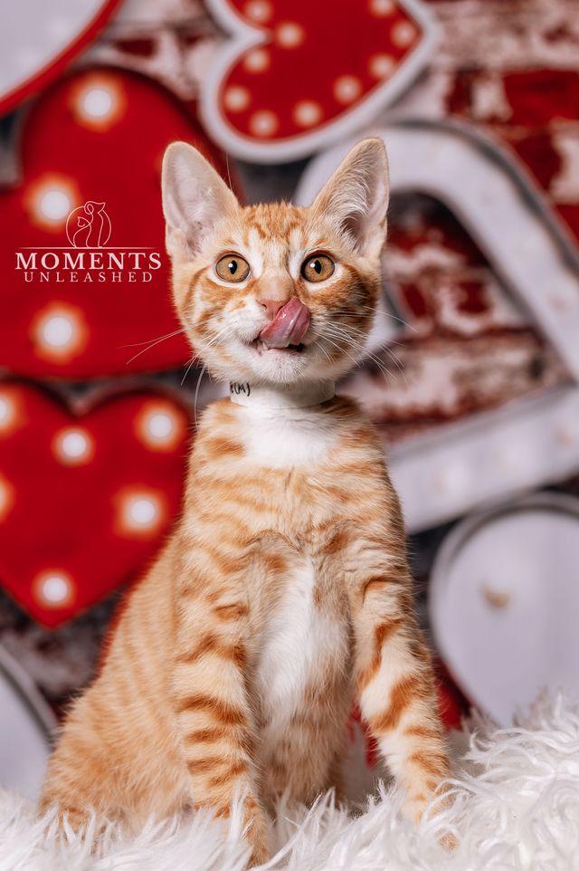 Enlarge Floof Supreme, a Adoptable Domestic Short Hair in Myakka City, FL image 3/4