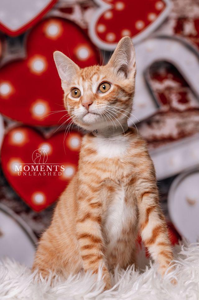 Enlarge Floof Supreme, a Adoptable Domestic Short Hair in Myakka City, FL image 4/4