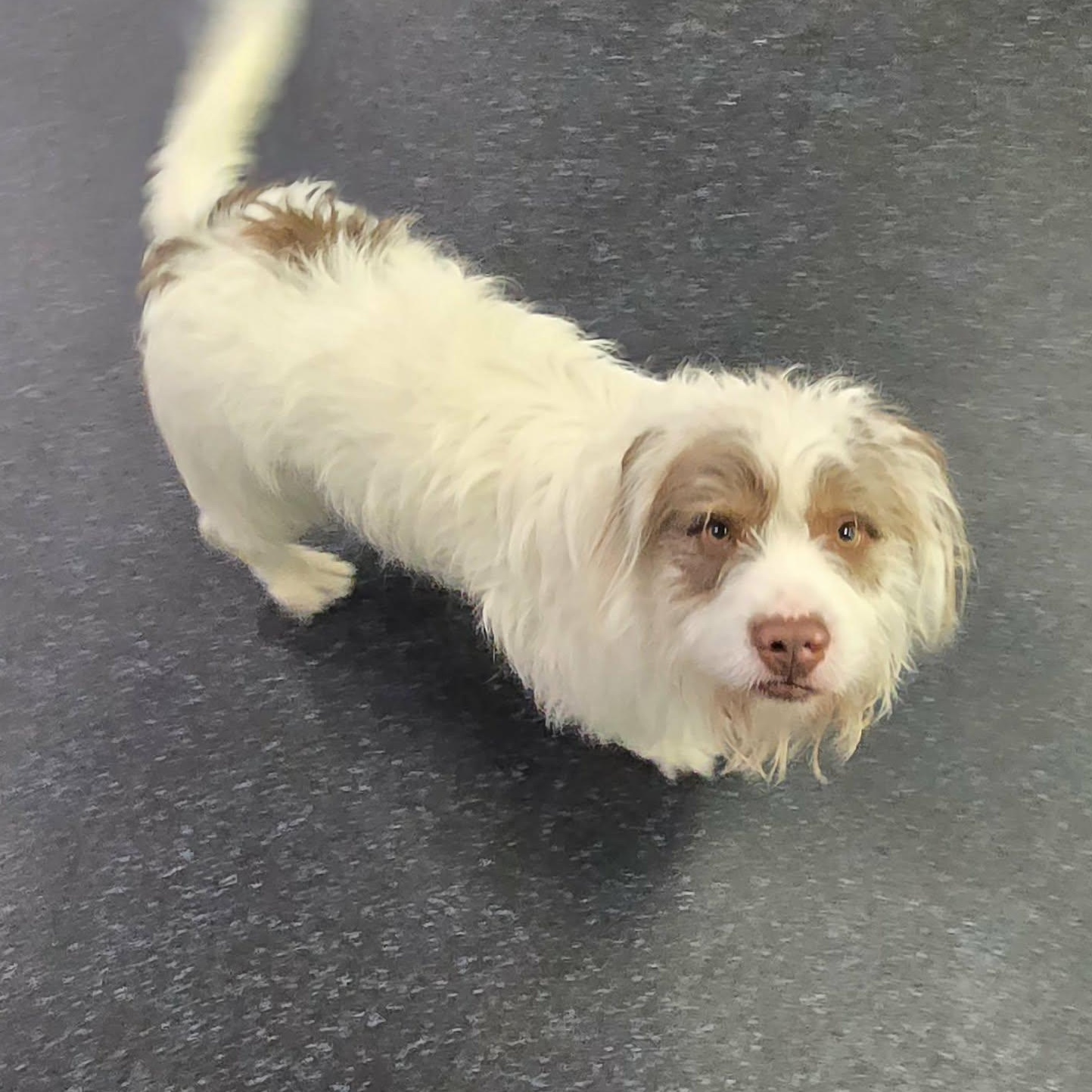 Wembley, a ADOPTABLE mixed breed in Watertown, WI image 4/5