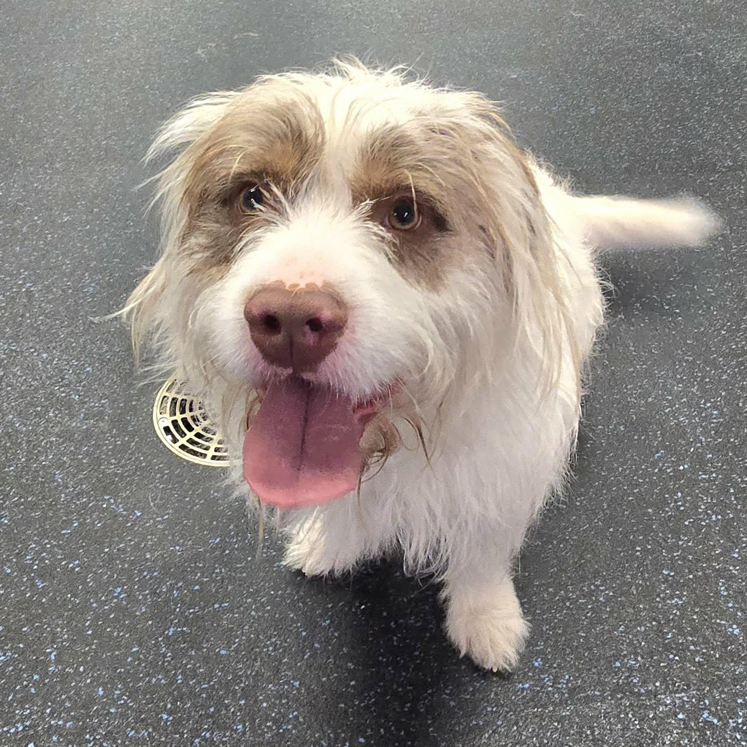 Wembley, a ADOPTABLE mixed breed in Watertown, WI image 2/5