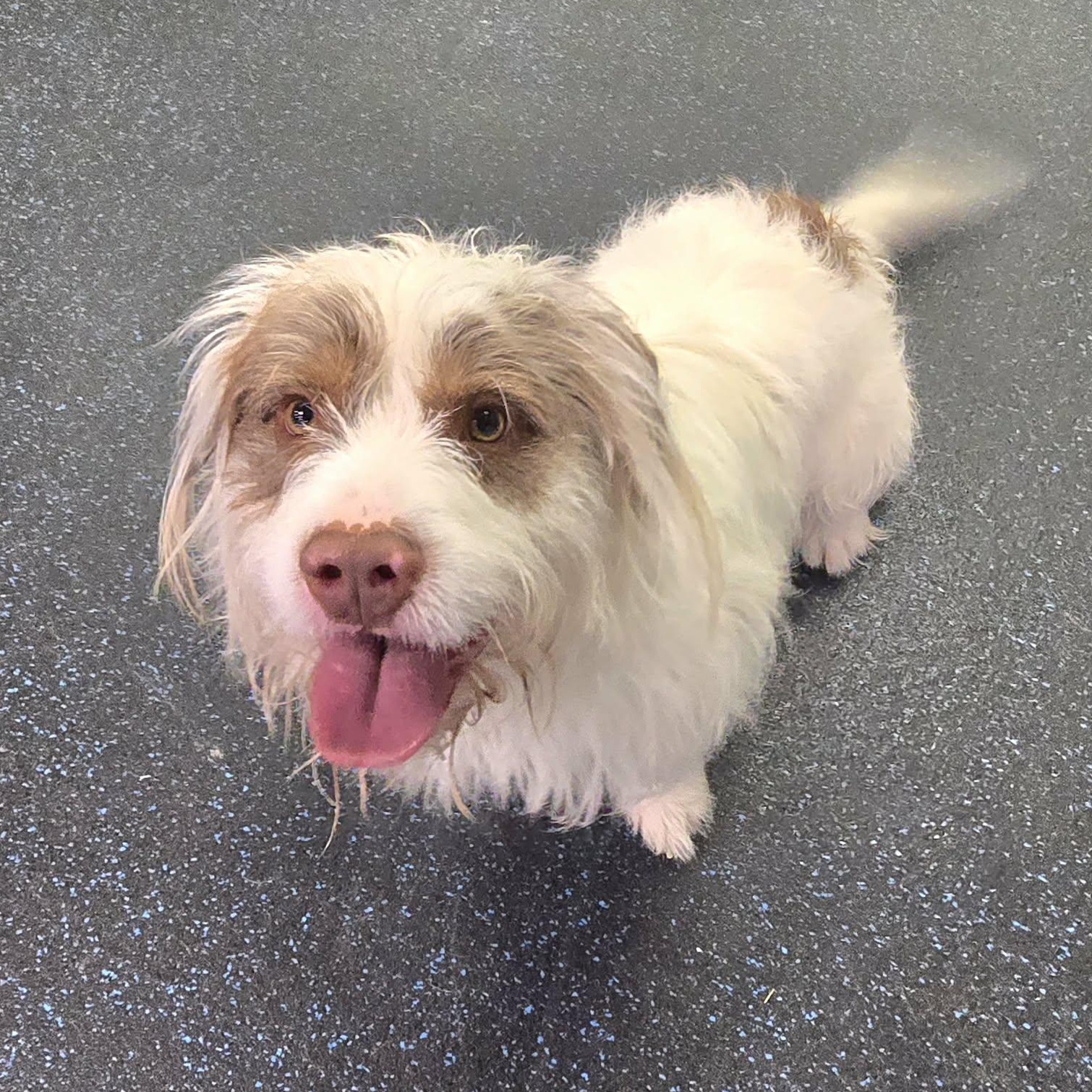 Wembley, a ADOPTABLE mixed breed in Watertown, WI image 1/5