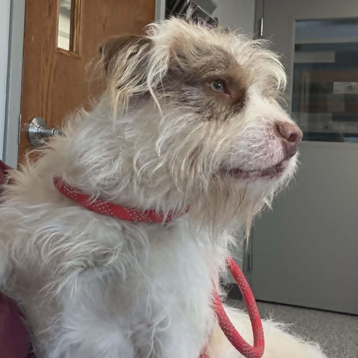 Wembley, a ADOPTABLE mixed breed in Watertown, WI image 3/5