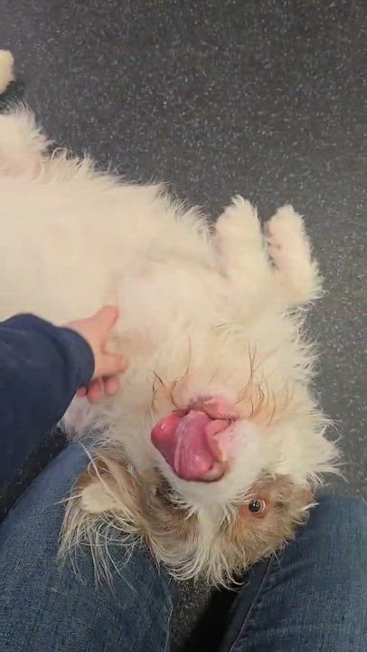 Enlarge Wembley, a ADOPTABLE mixed breed in Watertown, WI video 5/5