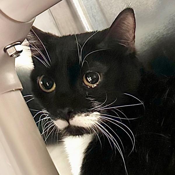 Espresso Martini, Adoptable, Adult Female Domestic Short Hair.