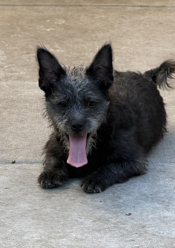Enlarge Pismo, a Adoptable mixed breed in Canyon Country, CA image 1/6