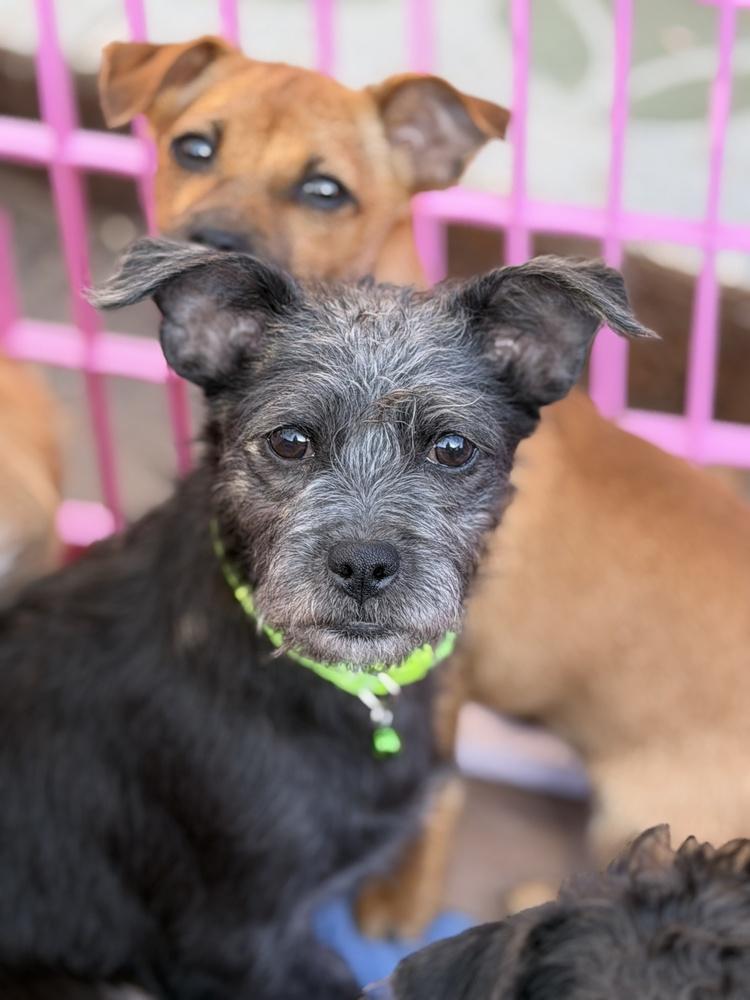 Enlarge Pismo, a Adoptable mixed breed in Canyon Country, CA image 2/6