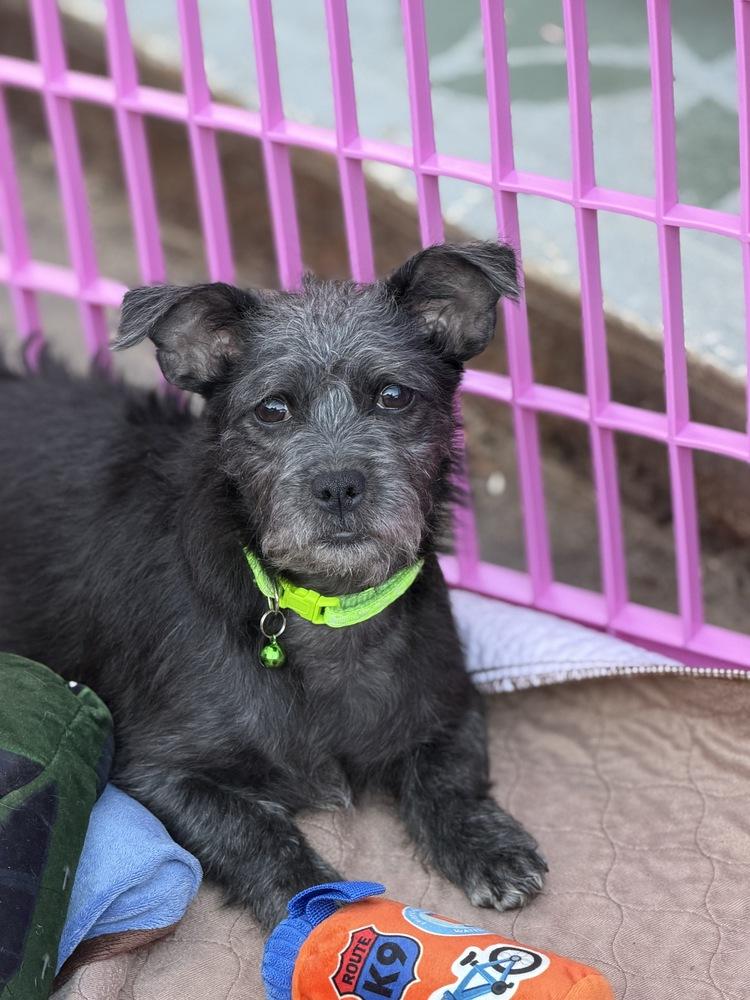 Enlarge Pismo, a Adoptable mixed breed in Canyon Country, CA image 3/6