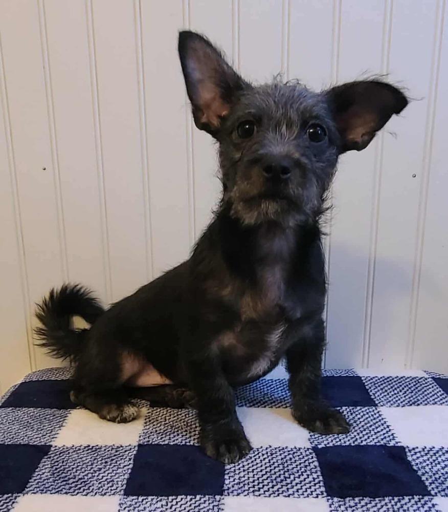 Enlarge Pismo, a Adoptable mixed breed in Canyon Country, CA image 4/6