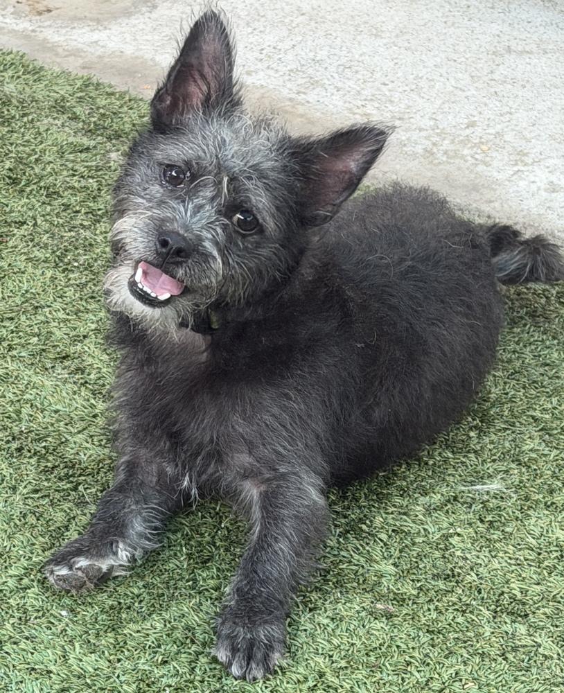 Enlarge Pismo, a Adoptable mixed breed in Canyon Country, CA image 5/6