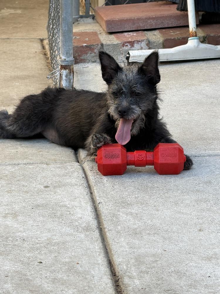 Enlarge Pismo, a Adoptable mixed breed in Canyon Country, CA image 6/6