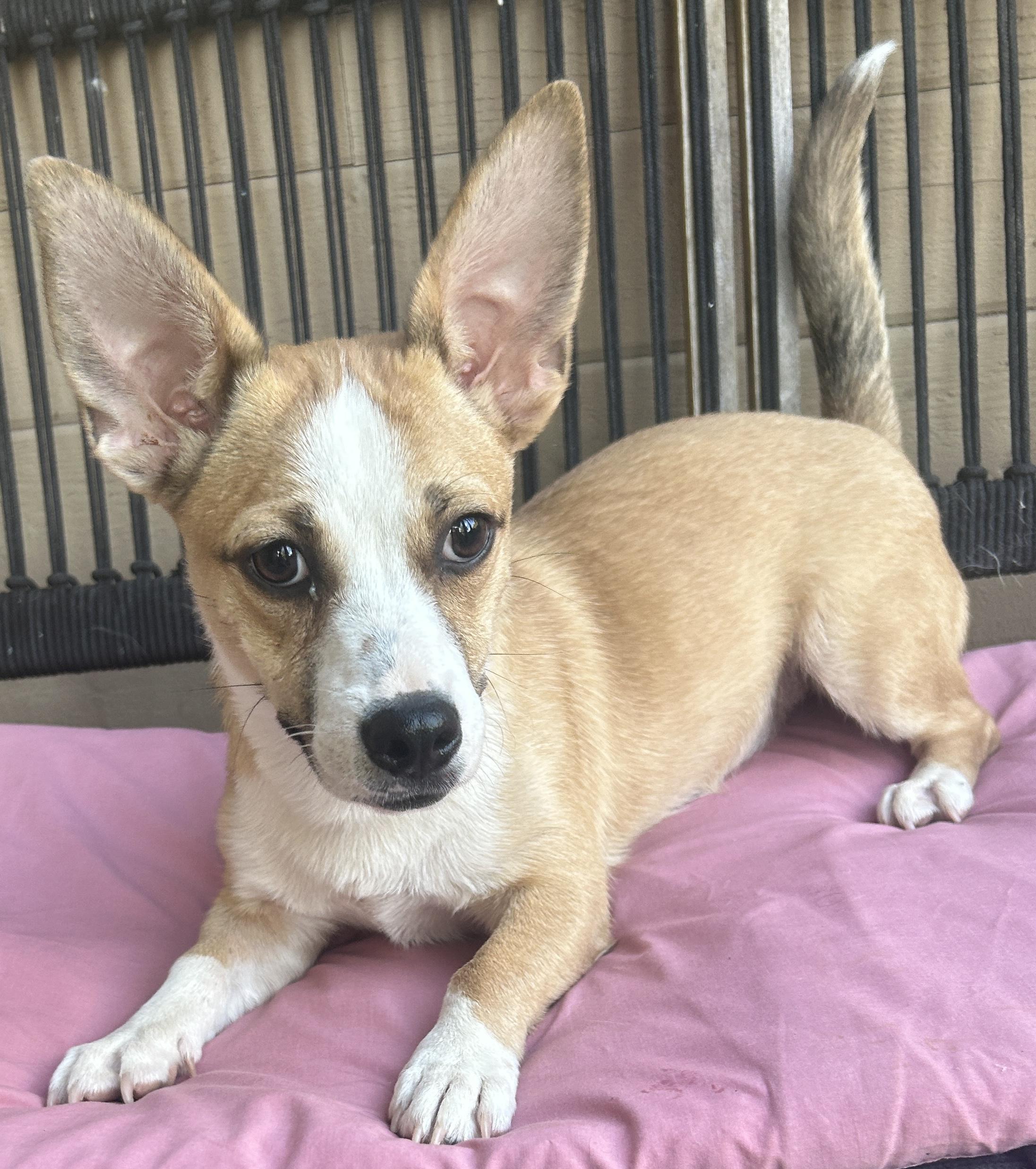 Enlarge LUCY, a ADOPTABLE mixed breed in El Cajon, CA image 4/6