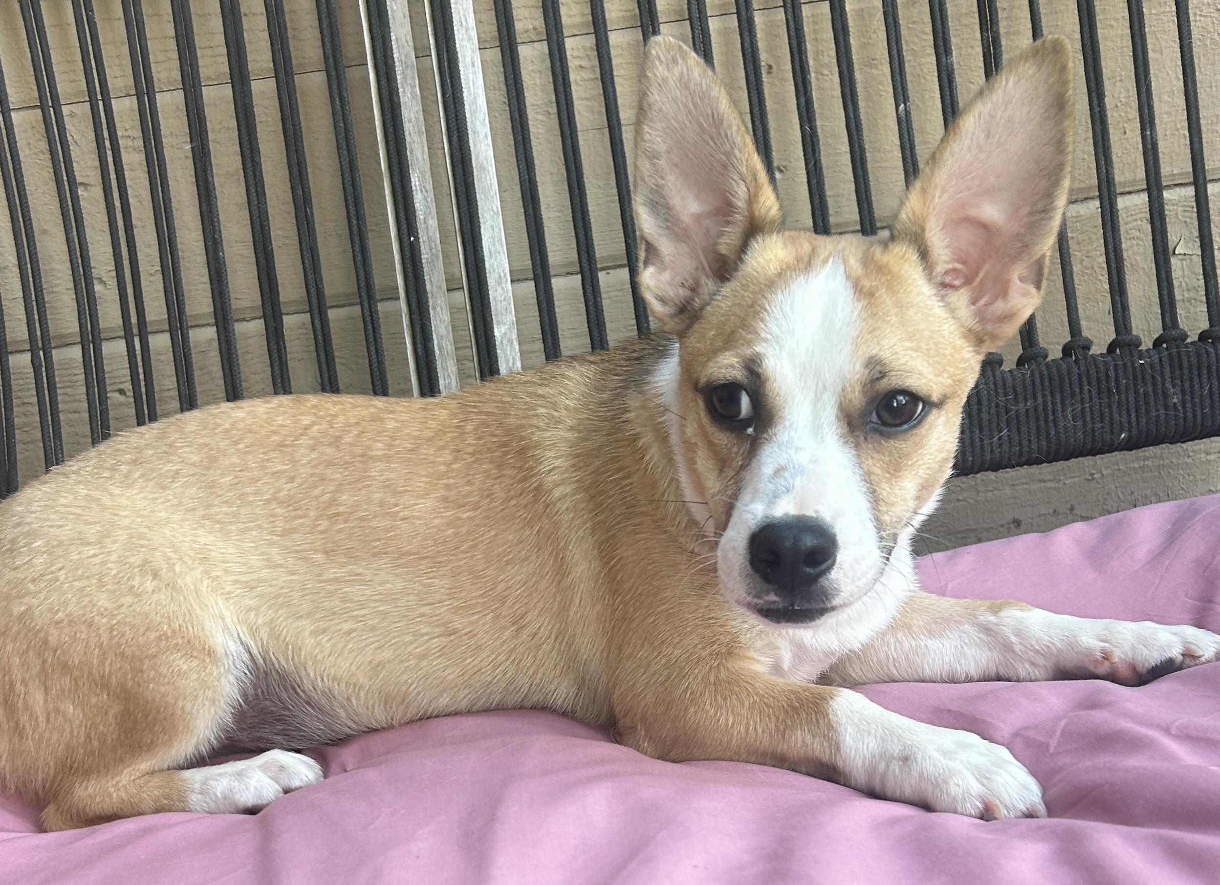 Enlarge LUCY, a ADOPTABLE mixed breed in El Cajon, CA image 2/6