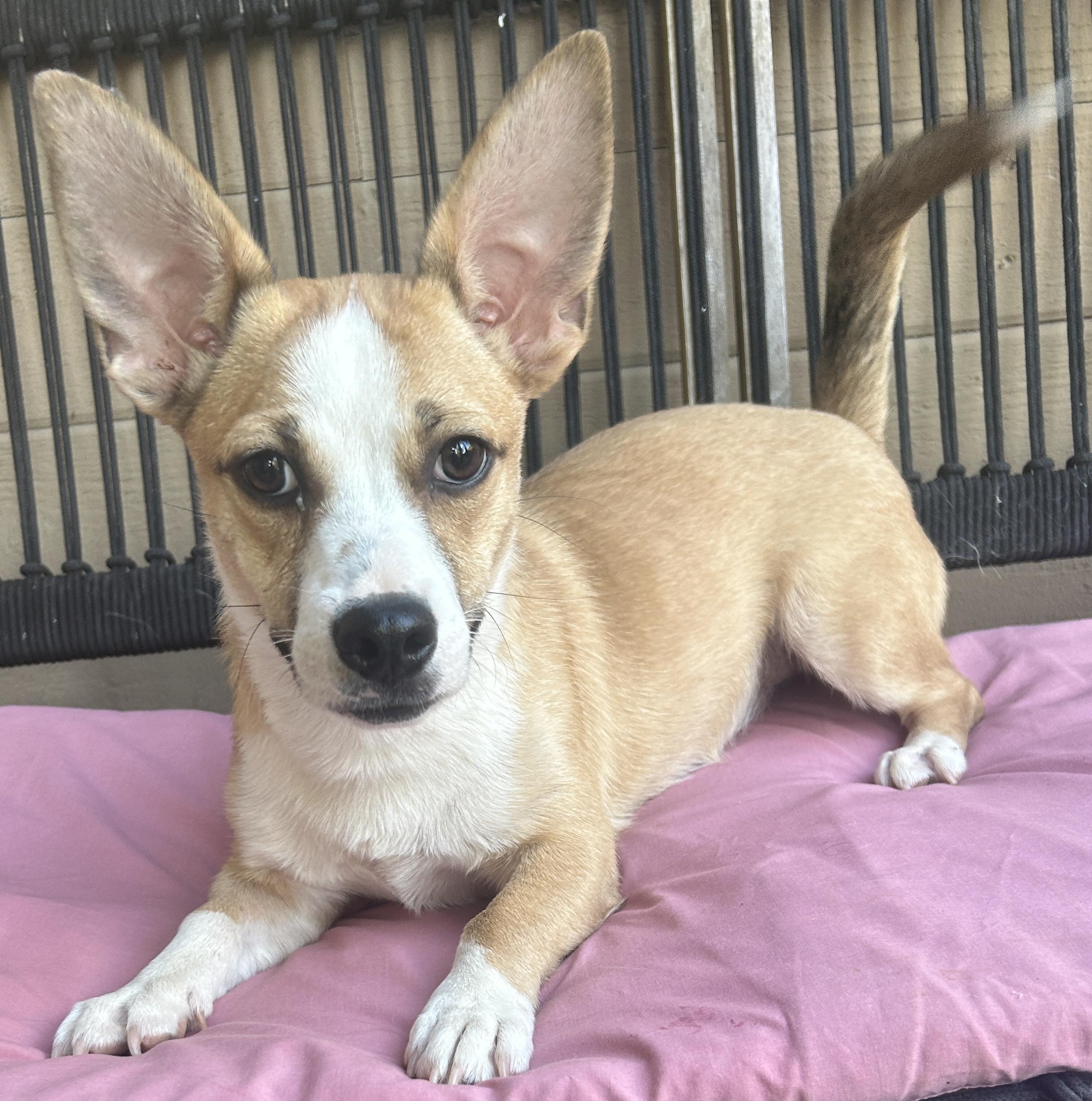 Enlarge LUCY, a ADOPTABLE mixed breed in El Cajon, CA image 3/6