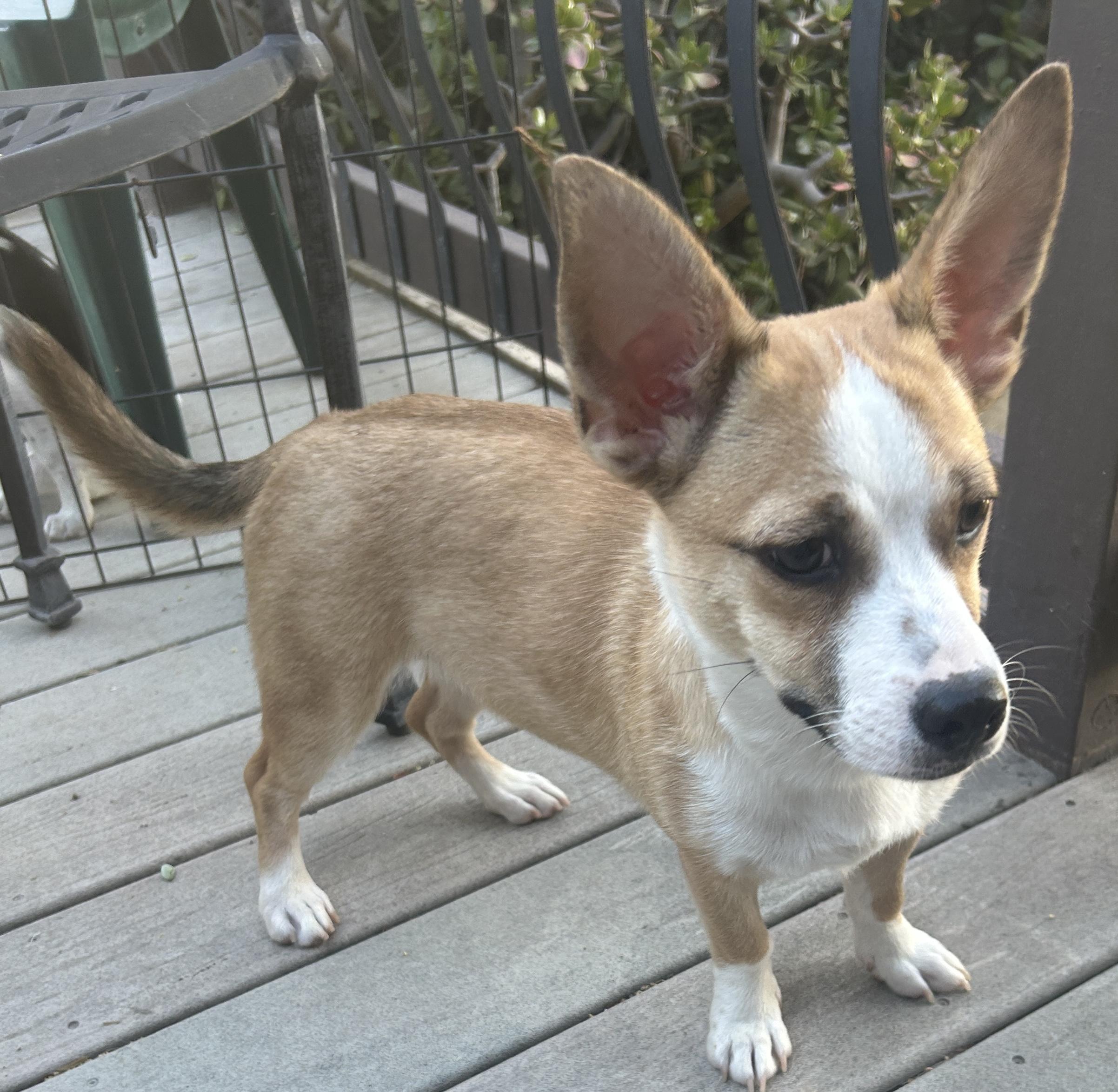 LUCY, ADOPTABLE, Young Female Corgi.