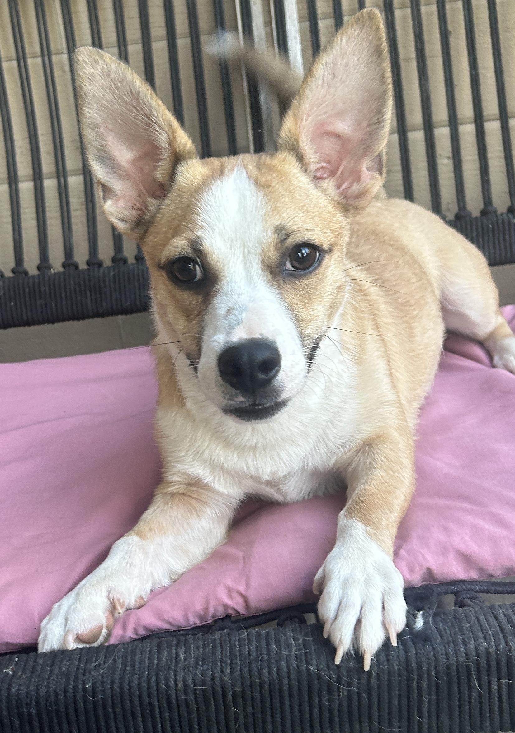 Enlarge LUCY, a ADOPTABLE mixed breed in El Cajon, CA image 6/6
