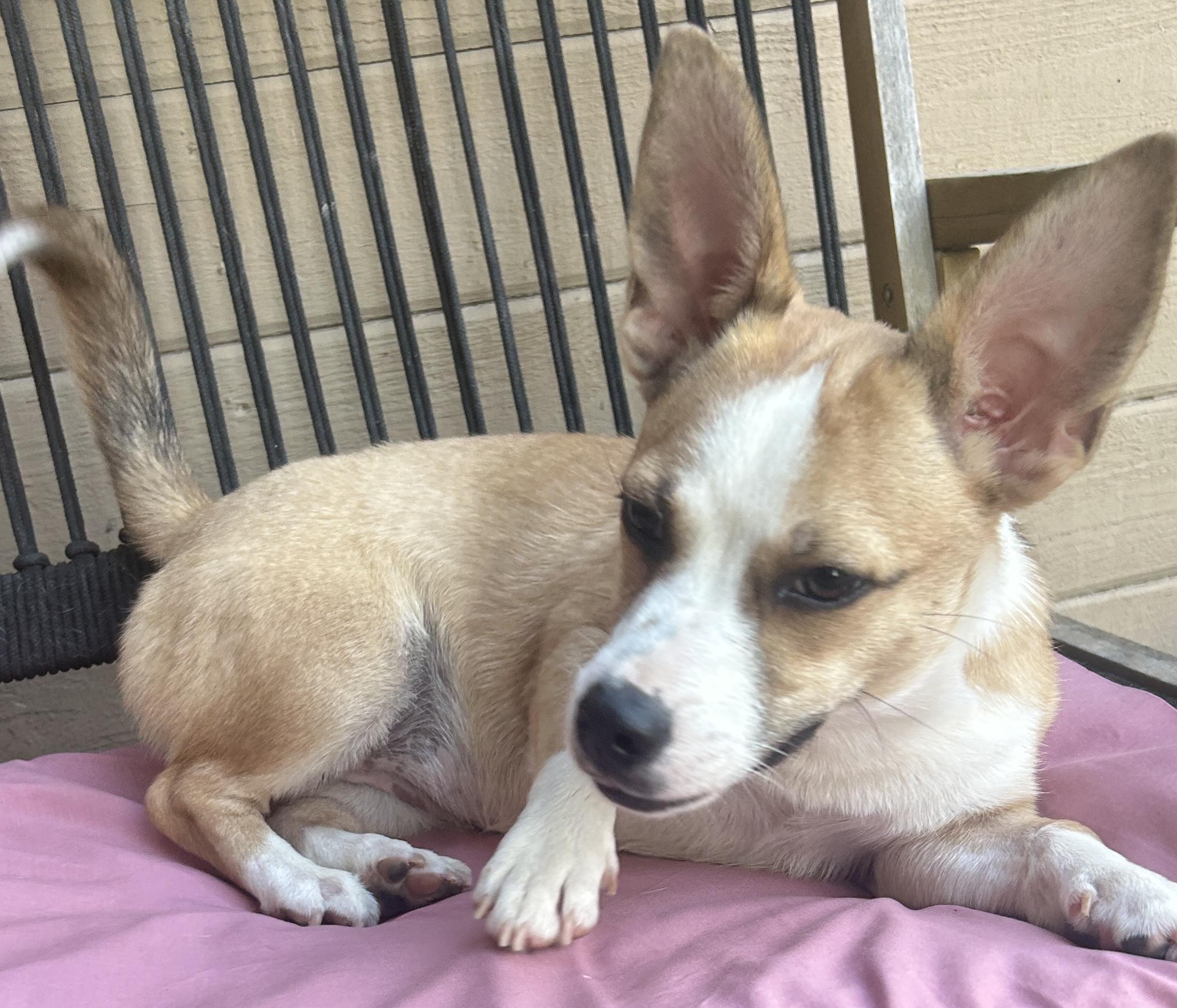 Enlarge LUCY, a ADOPTABLE mixed breed in El Cajon, CA image 5/6