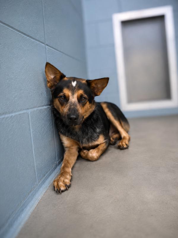 Enlarge MacAroni, a Adoptable mixed breed in Lafayette, LA image 1/1