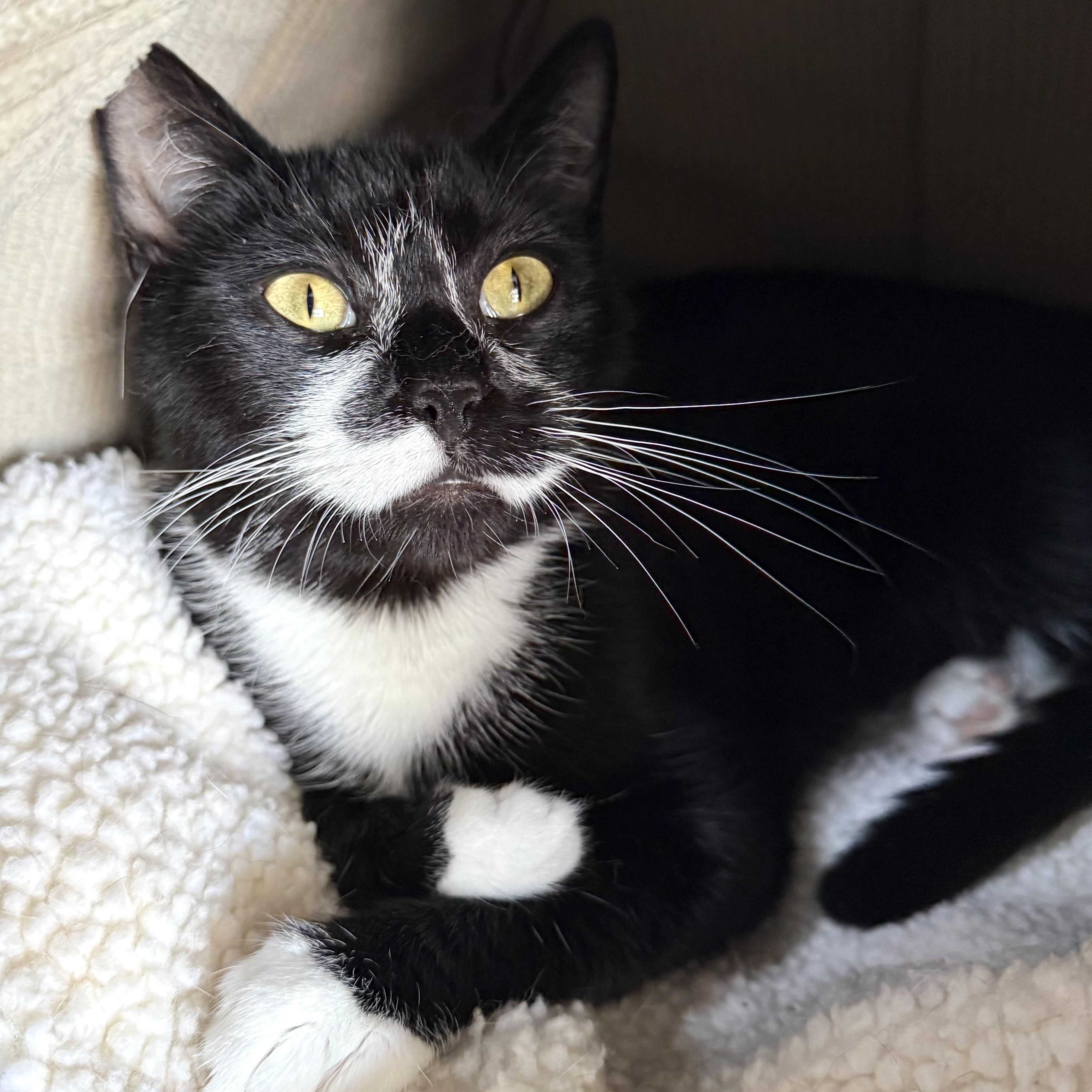 Clover, an adoptable Domestic Short Hair in Hull, MA image 4/6
