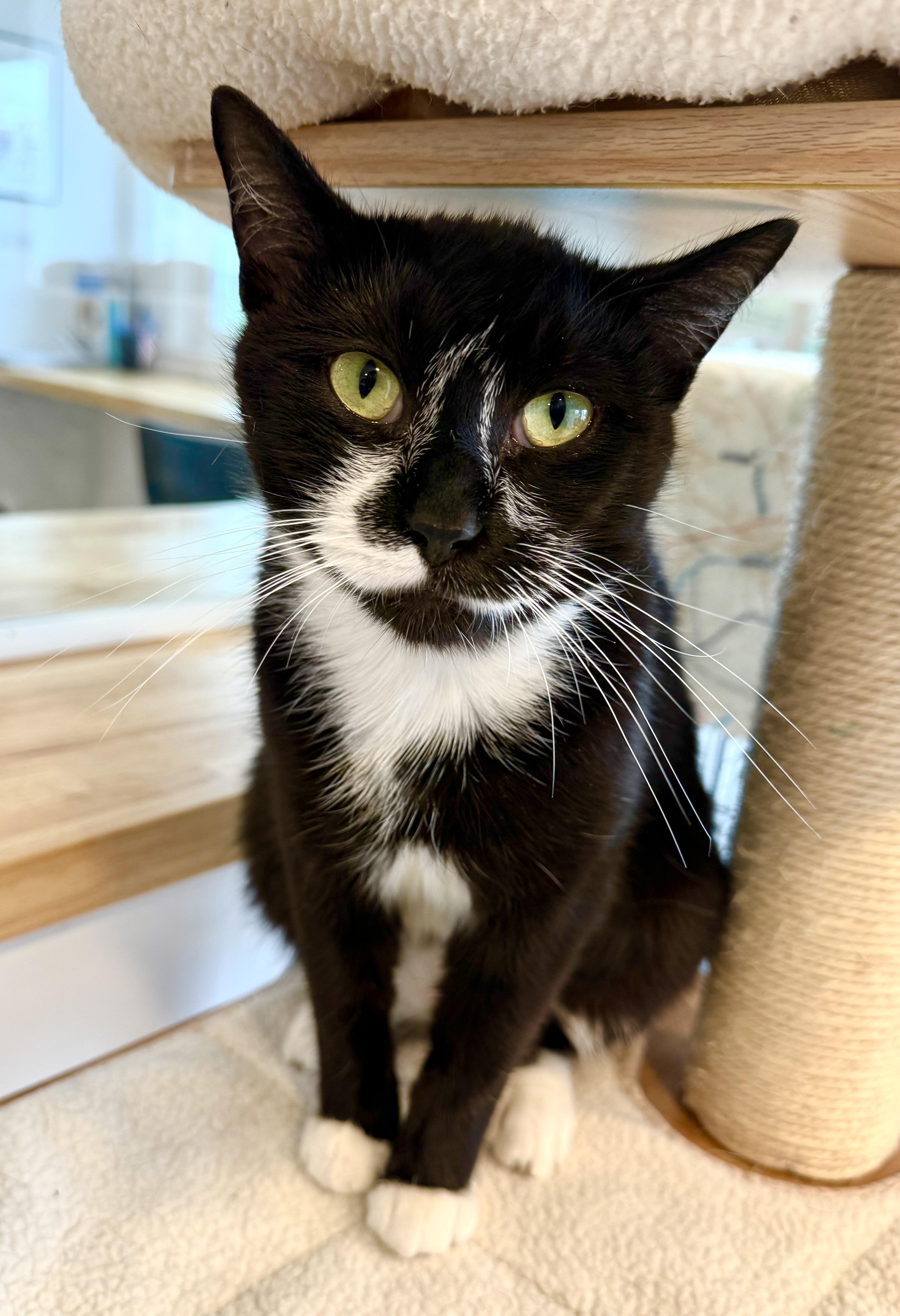 Clover, an adoptable Domestic Short Hair in Hull, MA image 2/6