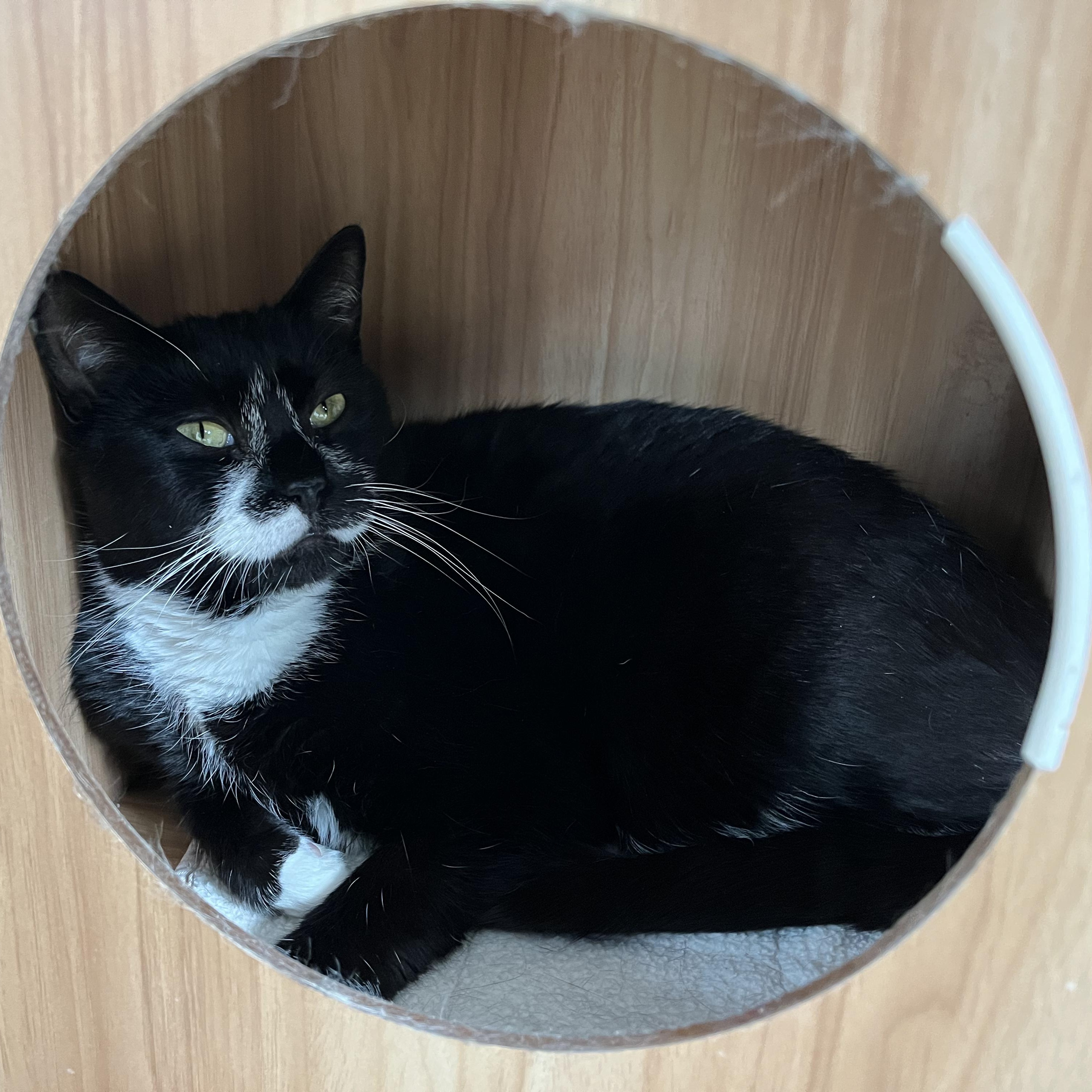 Clover, adoptable, Young Female Domestic Short Hair.