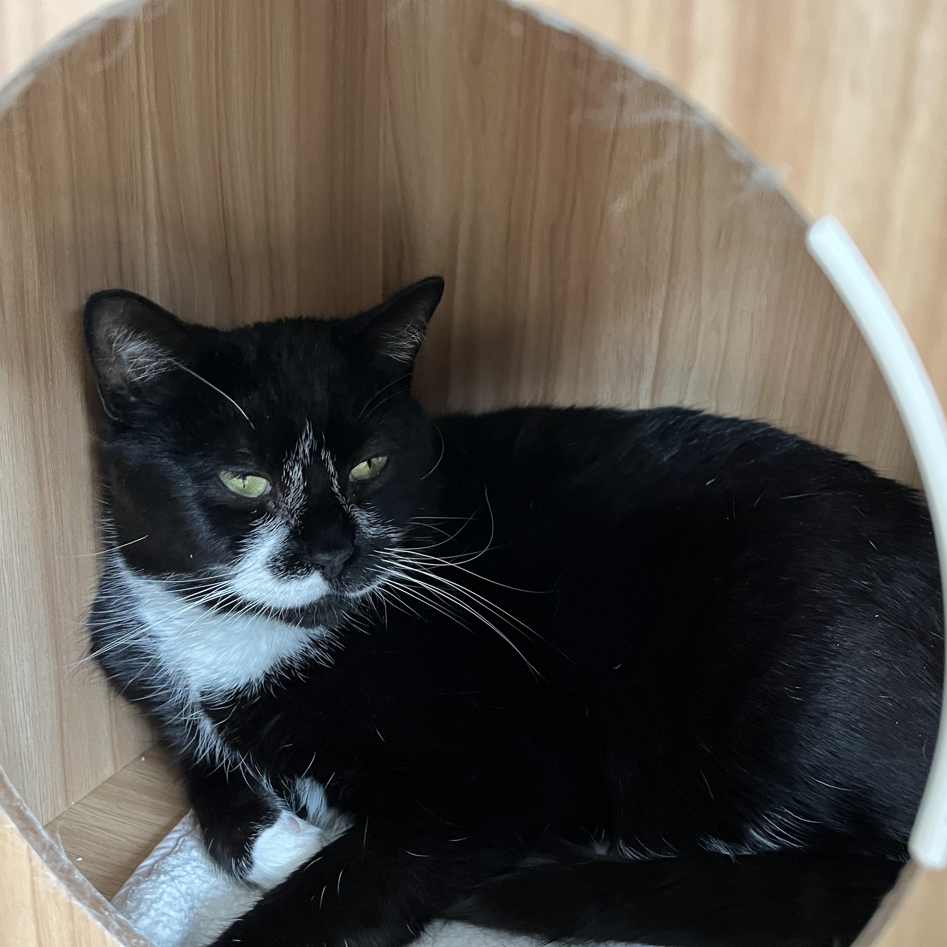 Clover, an adoptable Domestic Short Hair in Hull, MA image 6/6