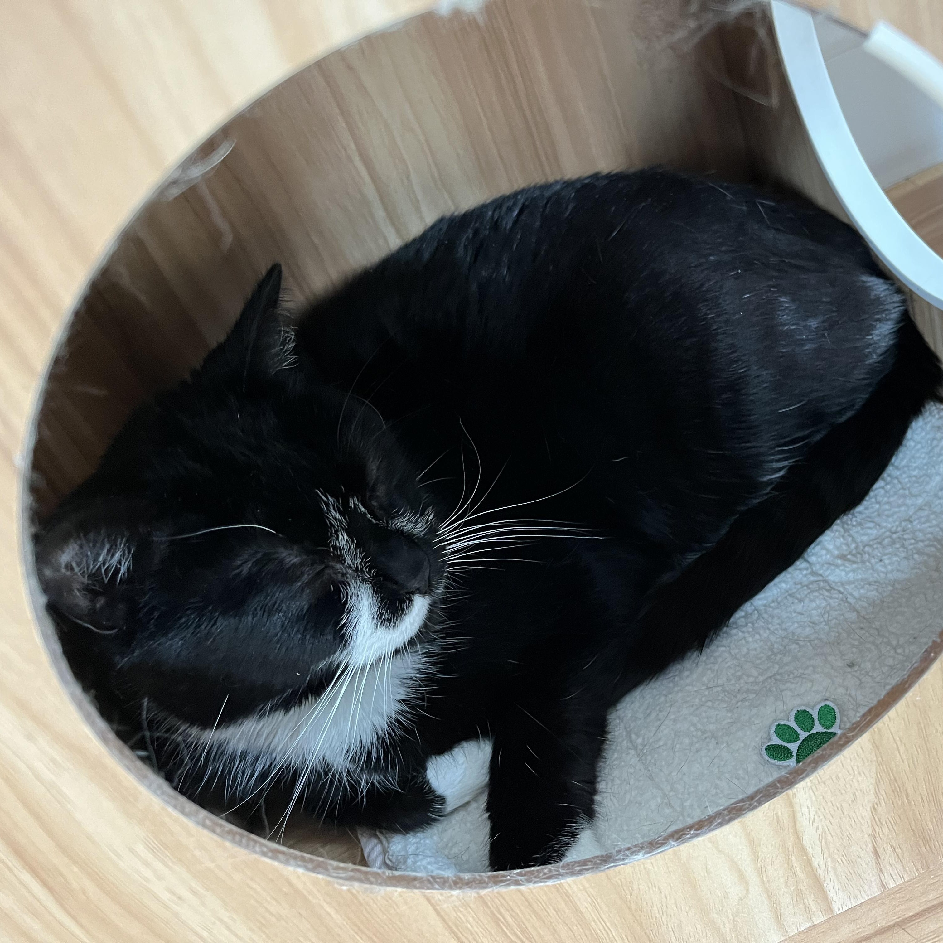 Clover, an adoptable Domestic Short Hair in Hull, MA image 3/6