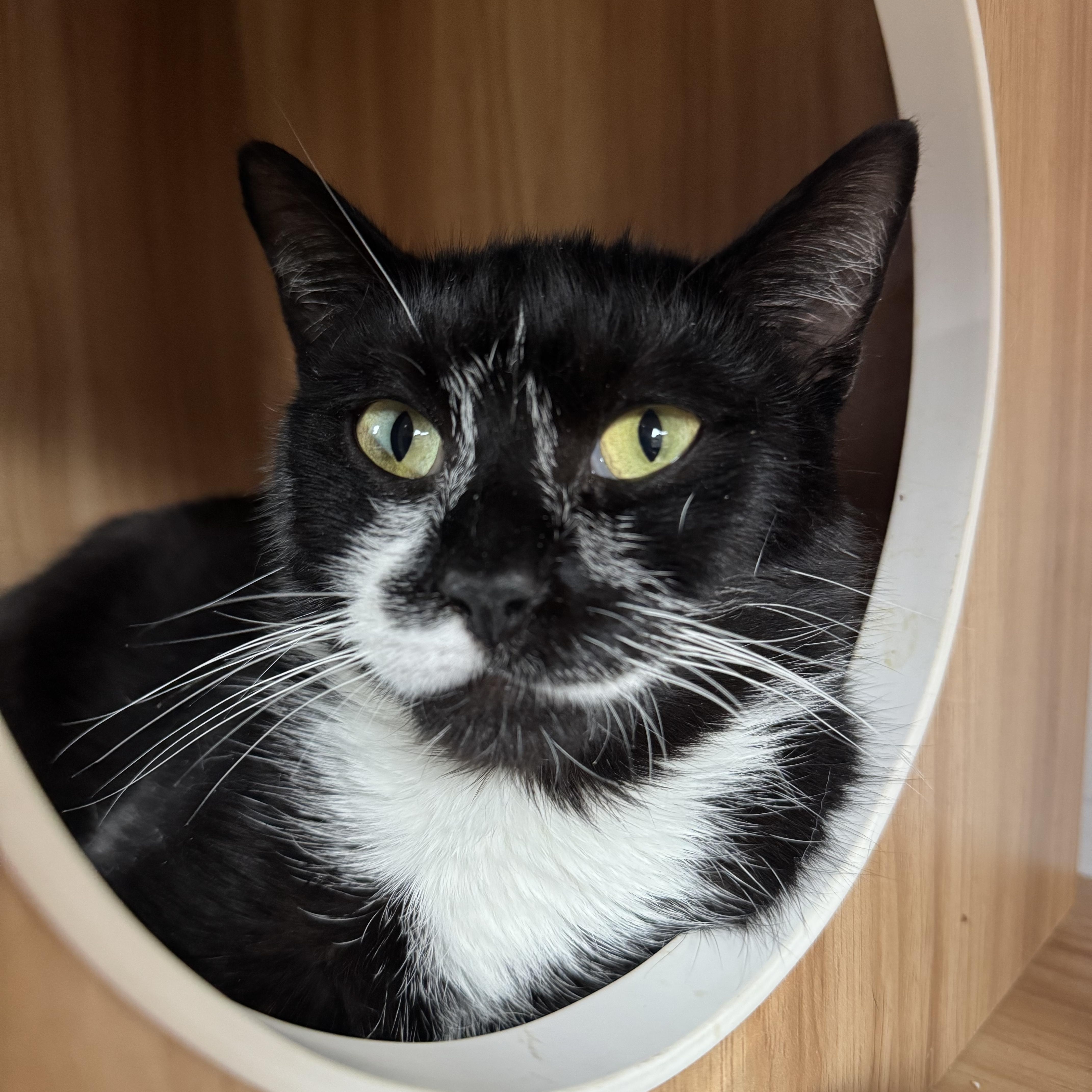 Clover, an adoptable Domestic Short Hair in Hull, MA image 5/6