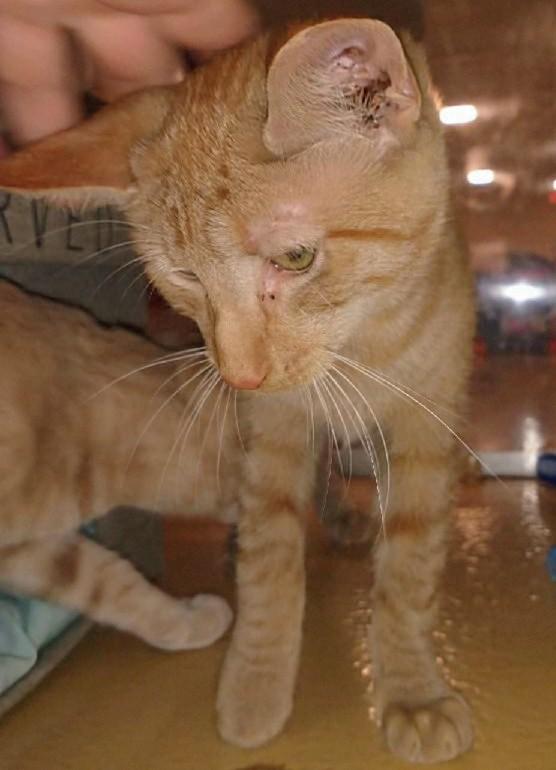 0livia, a Adoptable Tabby in Waynesboro, VA image 6/6