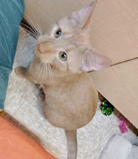 0livia, a Adoptable Tabby in Waynesboro, VA image 2/6