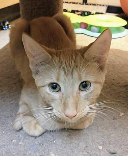 0livia, a Adoptable Tabby in Waynesboro, VA image 3/6