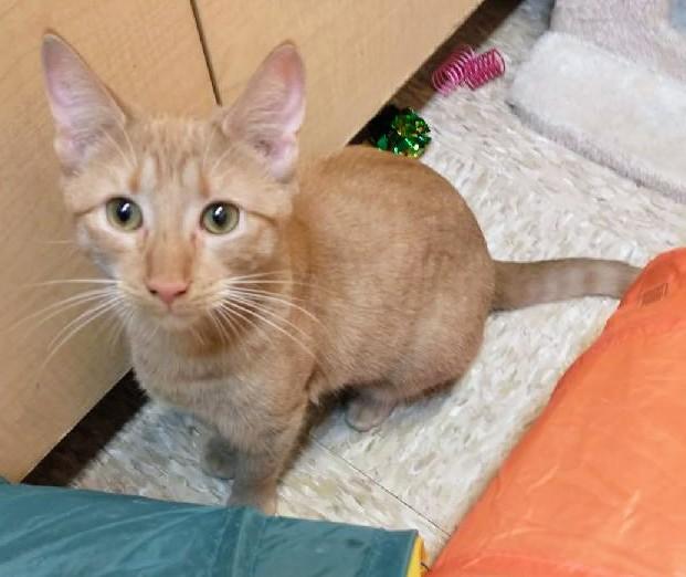 0livia, a Adoptable Tabby in Waynesboro, VA image 1/6