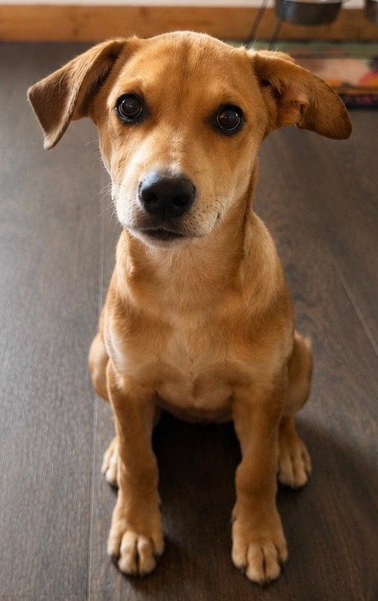 Bambi, a Adoptable mixed breed in Winter Park, CO image 1/2