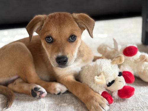 Bambi, a Adoptable mixed breed in Winter Park, CO image 2/2