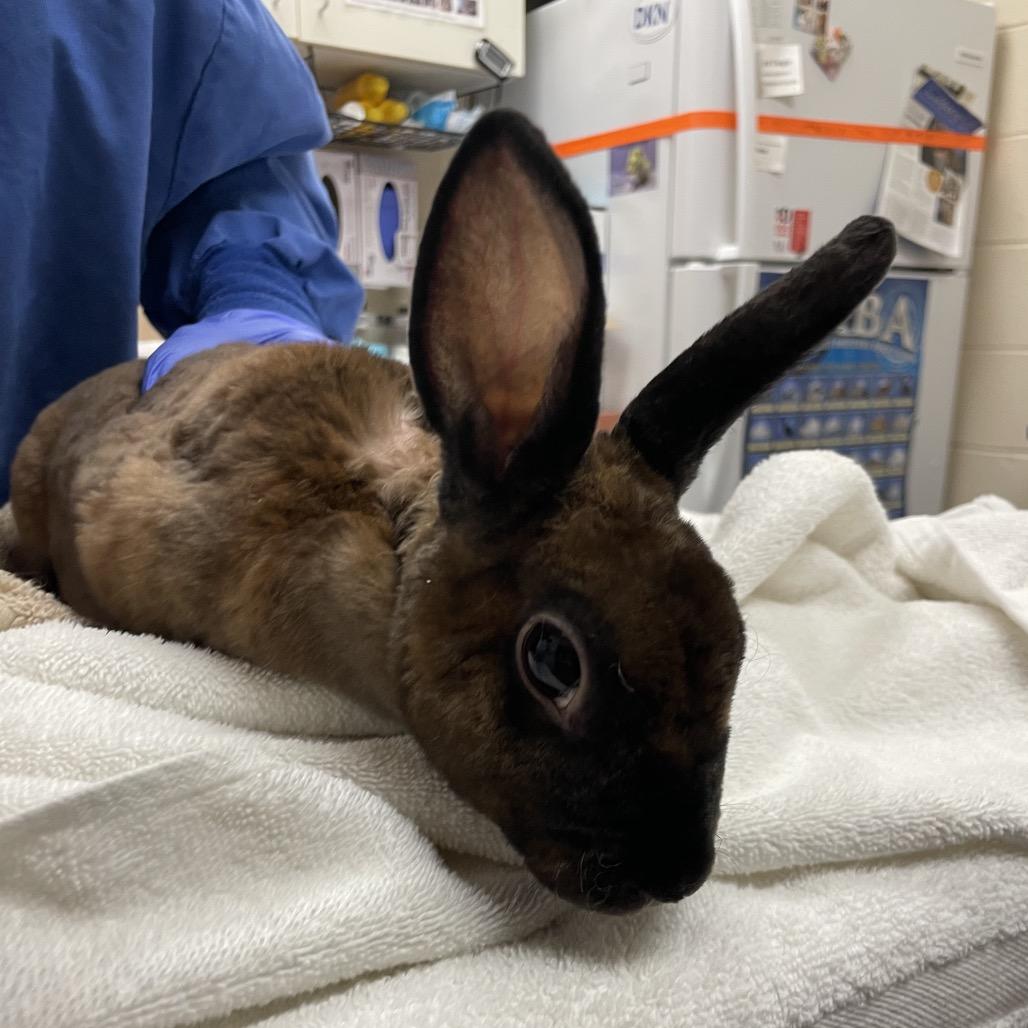 Enlarge Maple- In Foster!, a Adoptable Rex in Springfield, MA image 1/4