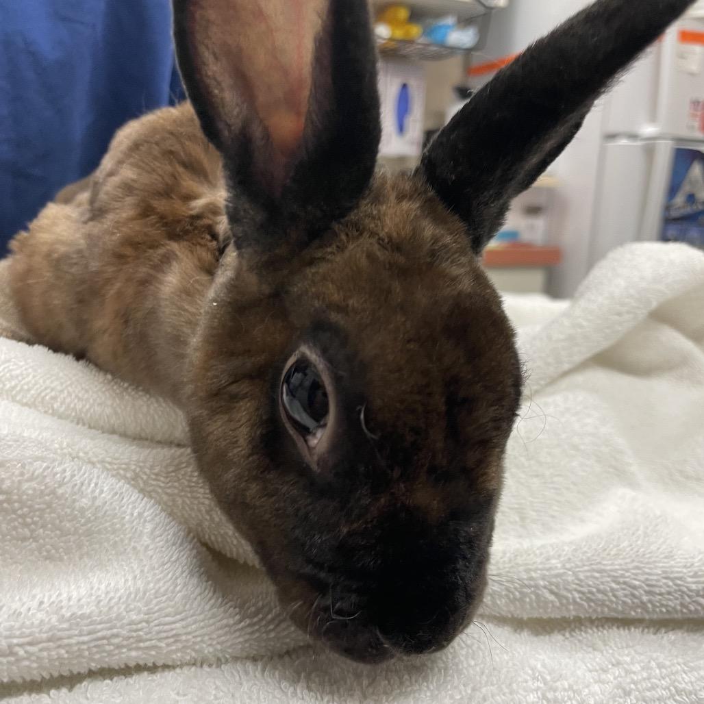 Enlarge Maple- In Foster!, a Adoptable Rex in Springfield, MA image 3/4