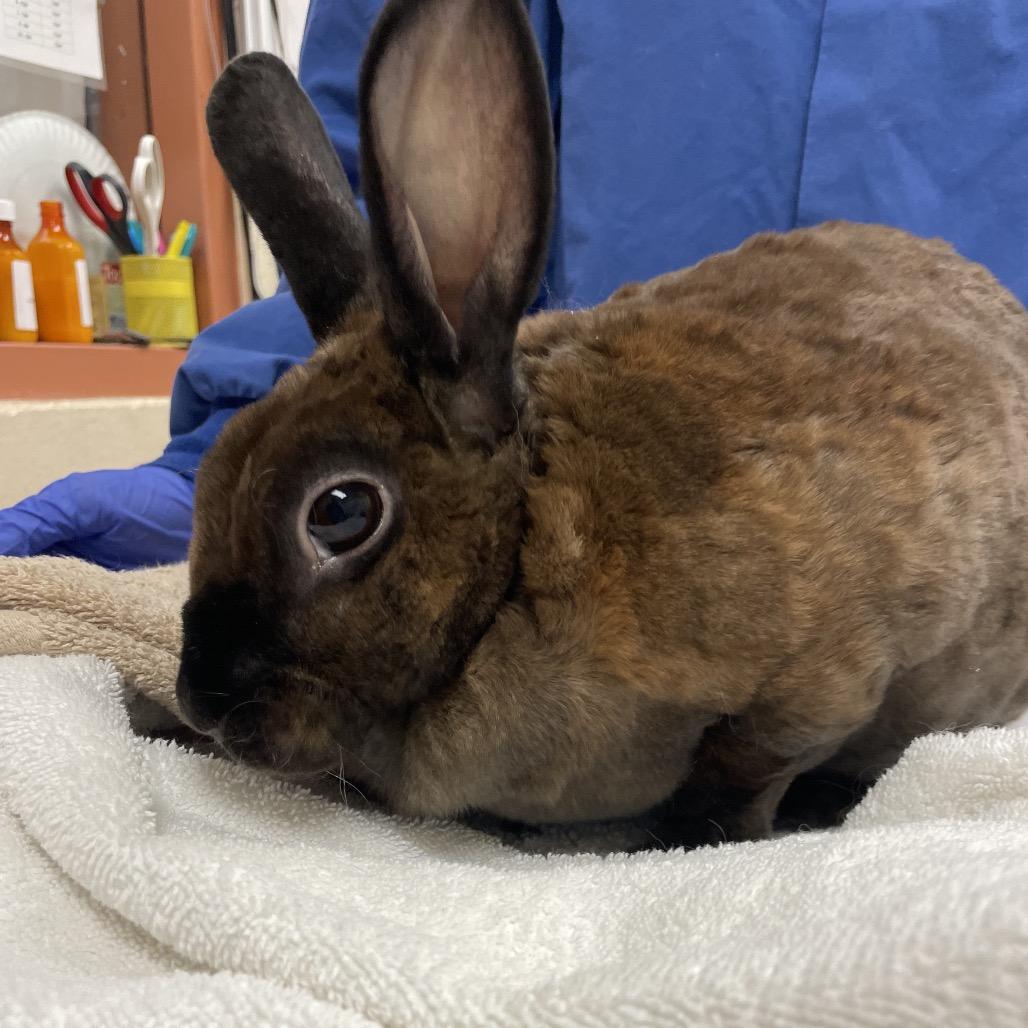 Enlarge Maple- In Foster!, a Adoptable Rex in Springfield, MA image 4/4