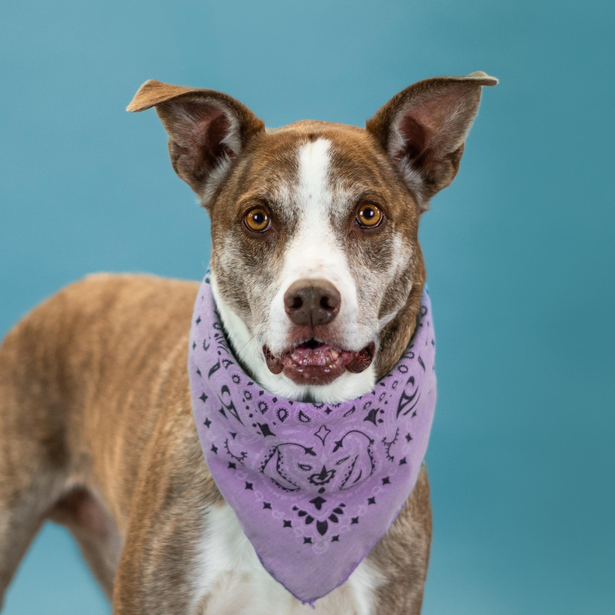 Roscoe, a Adoptable mixed breed in Shawnee, KS image 1/6
