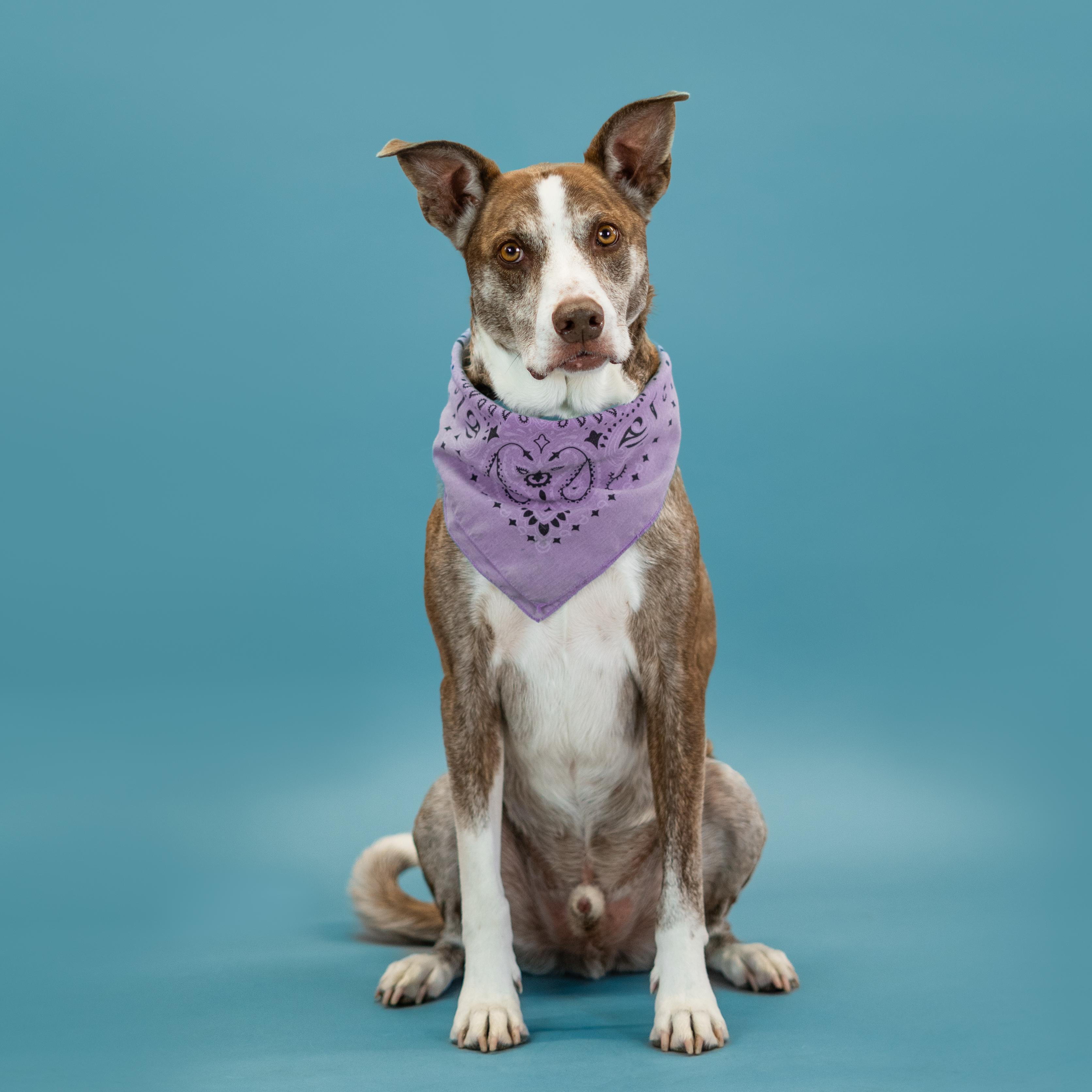 Roscoe, a Adoptable mixed breed in Shawnee, KS image 3/6