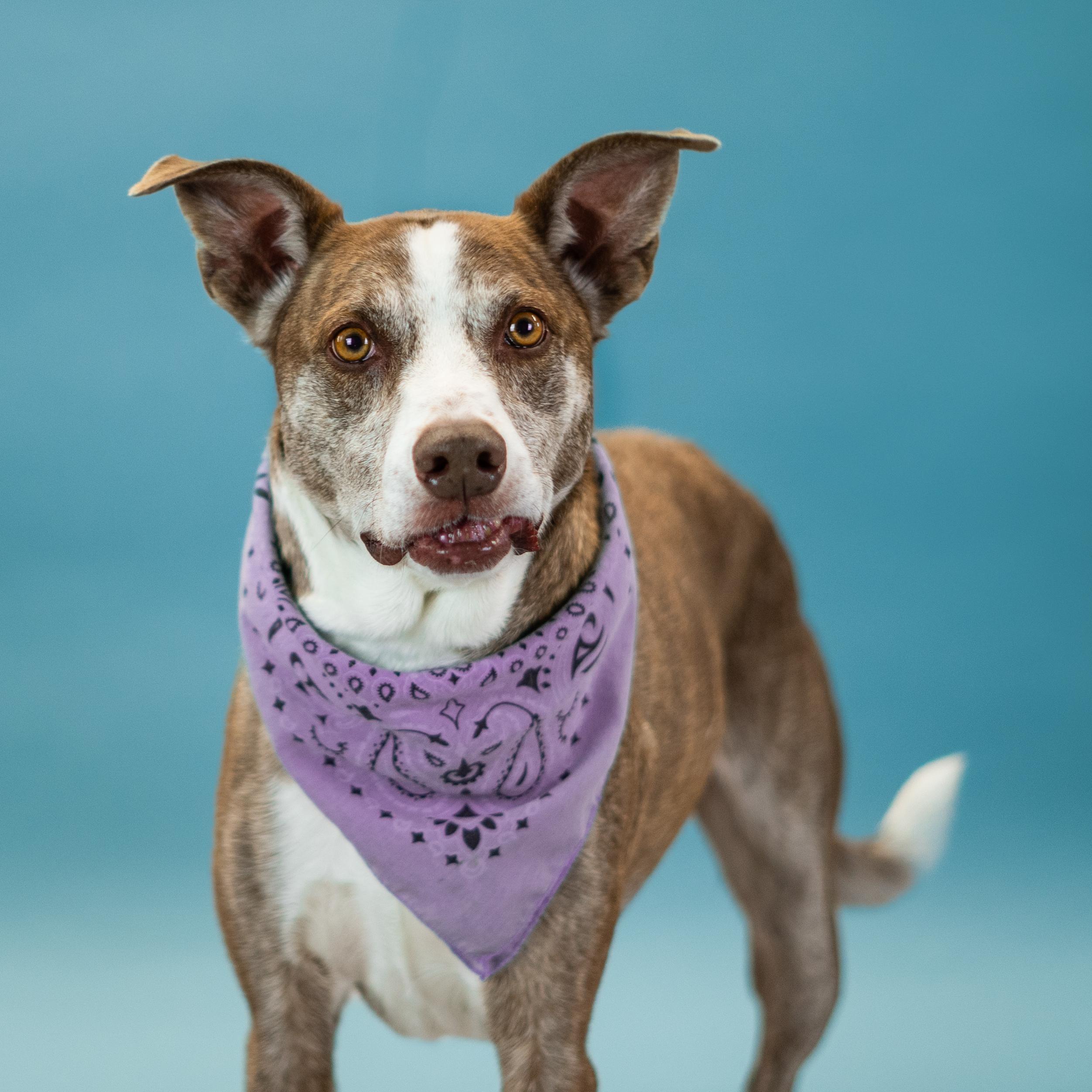 Roscoe, a Adoptable mixed breed in Shawnee, KS image 5/6