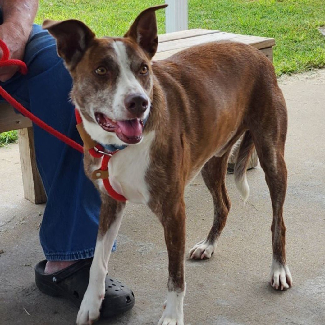 Roscoe, a Adoptable mixed breed in Shawnee, KS image 2/6