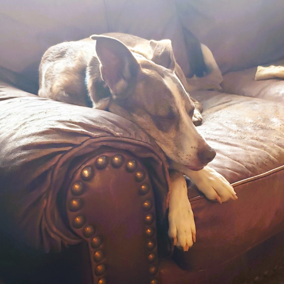 Roscoe, a Adoptable mixed breed in Shawnee, KS image 4/6