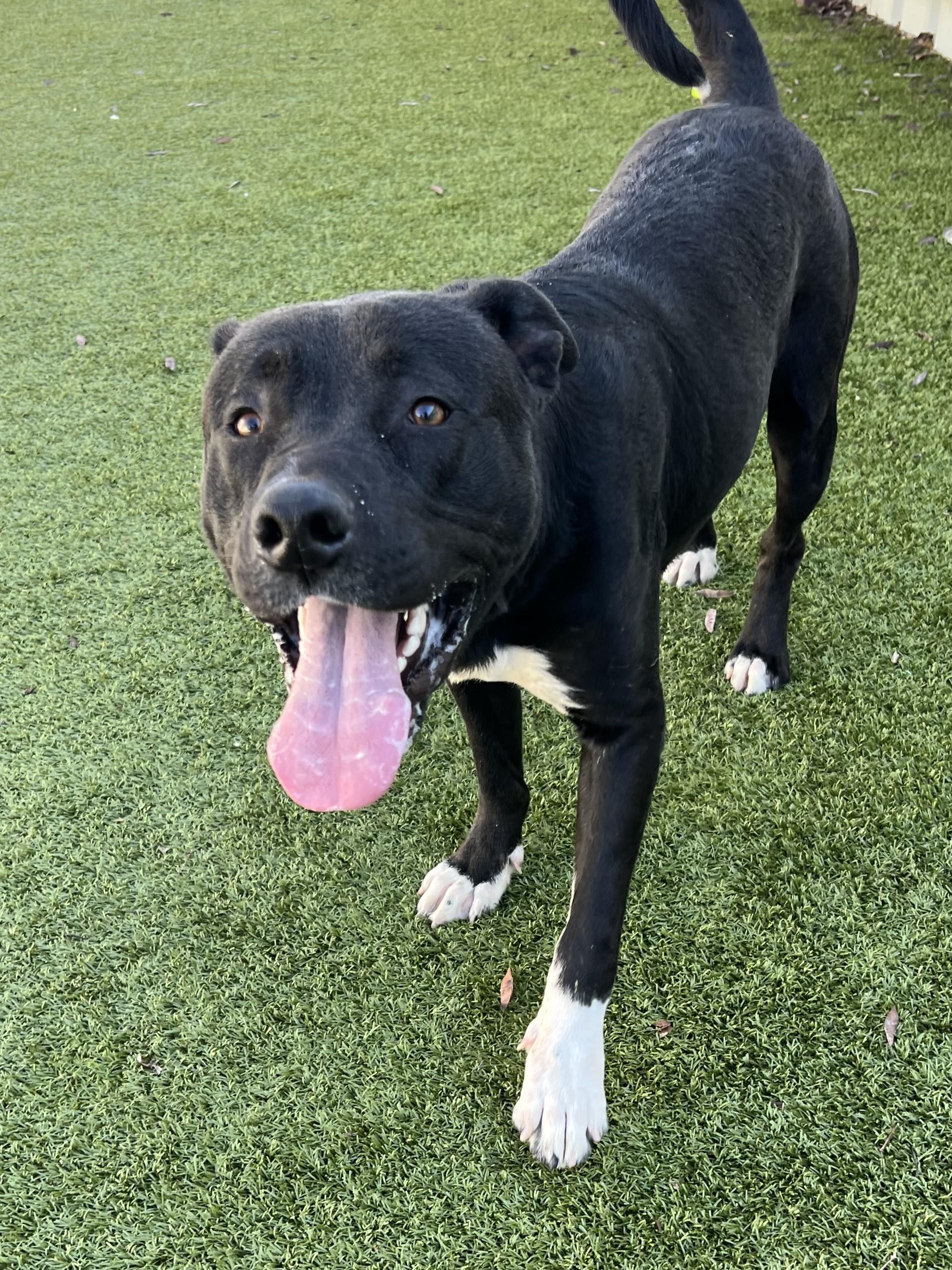 Enlarge Skippy, a ADOPTABLE mixed breed in Warr Acres, OK image 1/3