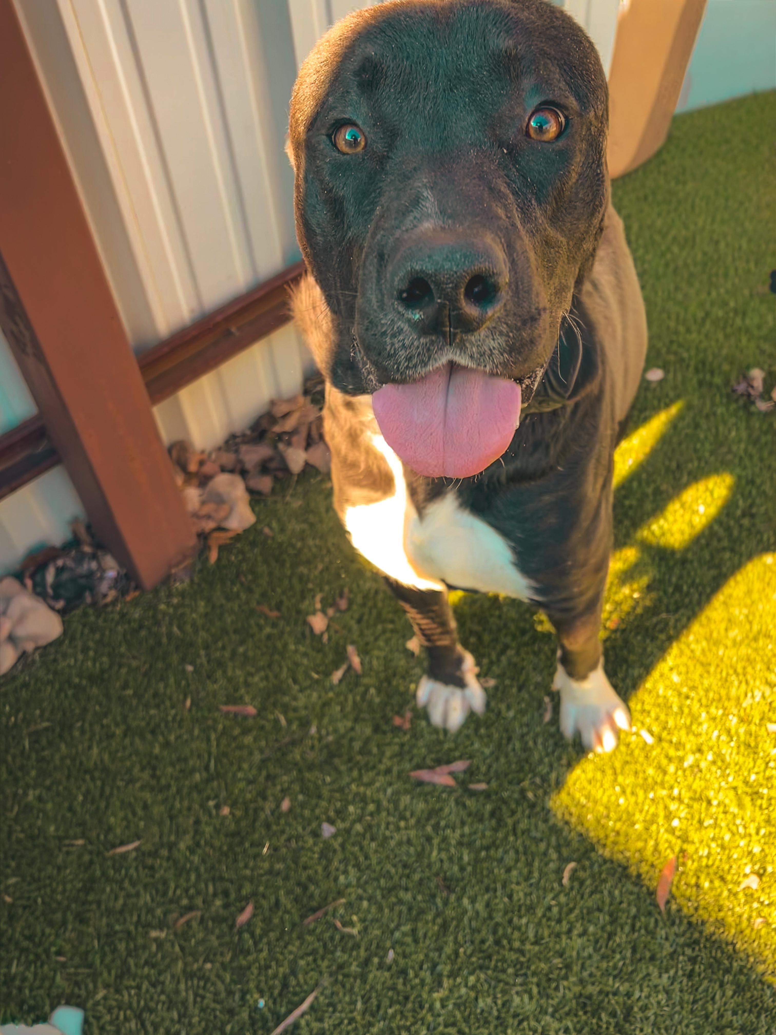 Enlarge Skippy, a ADOPTABLE mixed breed in Warr Acres, OK image 2/3