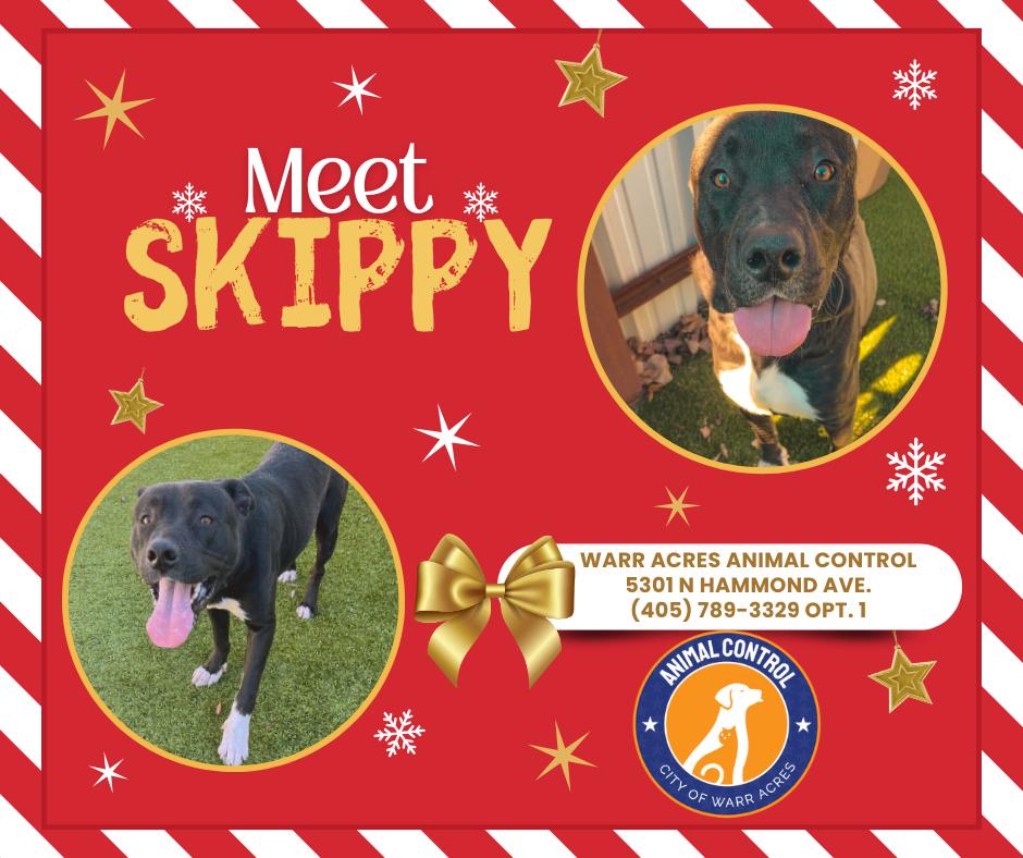 Enlarge Skippy, a ADOPTABLE mixed breed in Warr Acres, OK image 3/3