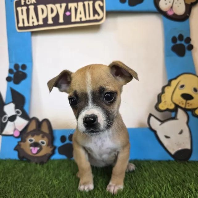 Vaggie, an adopted mixed breed in Tijuana, BCN image 1/6