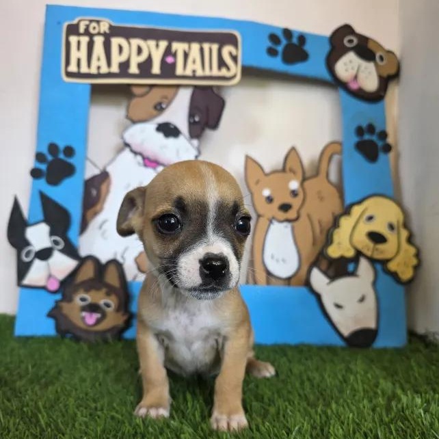 Vaggie, an adopted mixed breed in Tijuana, BCN image 2/6