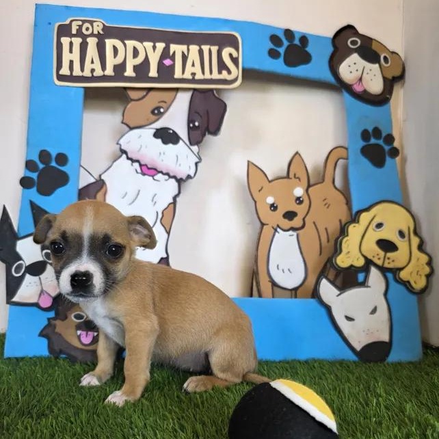 Vaggie, an adopted mixed breed in Tijuana, BCN image 3/6